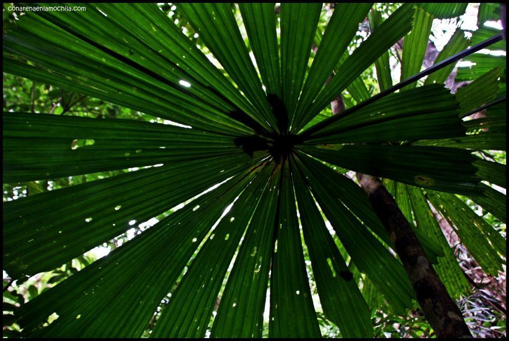 Daintree National Park Australia