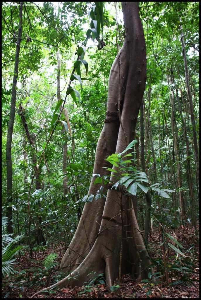 Daintree National Park Australia