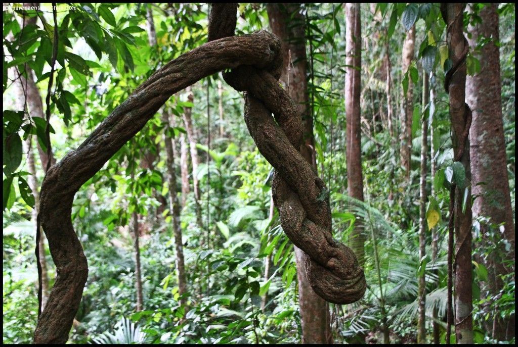 Daintree National Park Australia