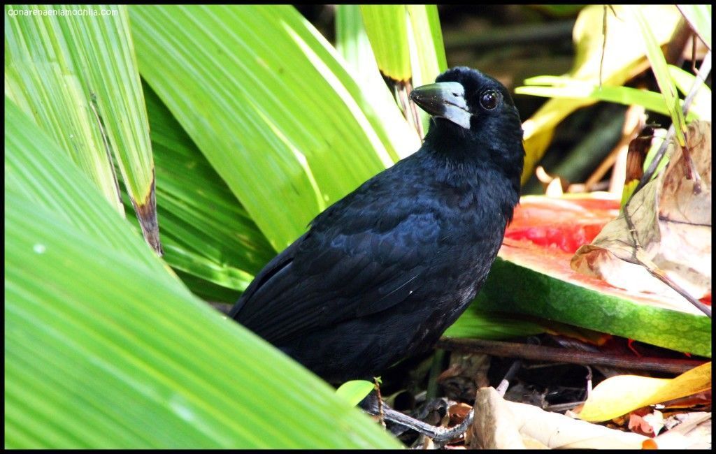 Daintree National Park Australia