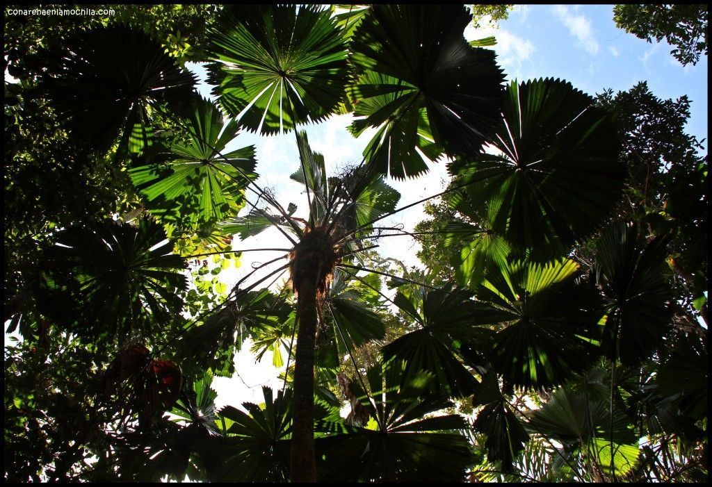 Daintree National Park Australia