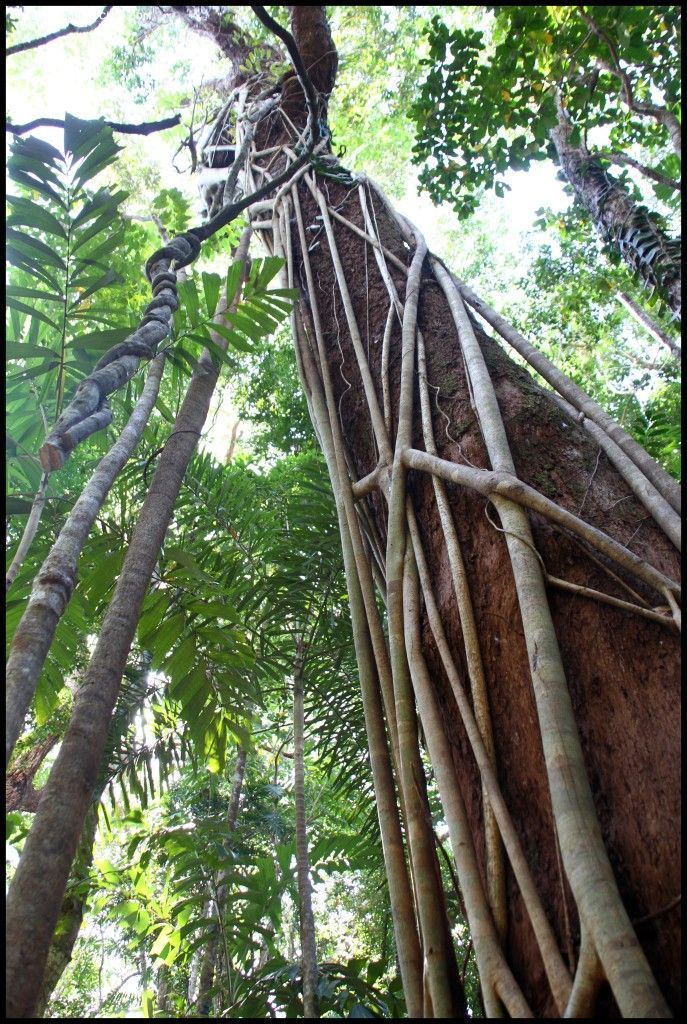 Daintree National Park Australia