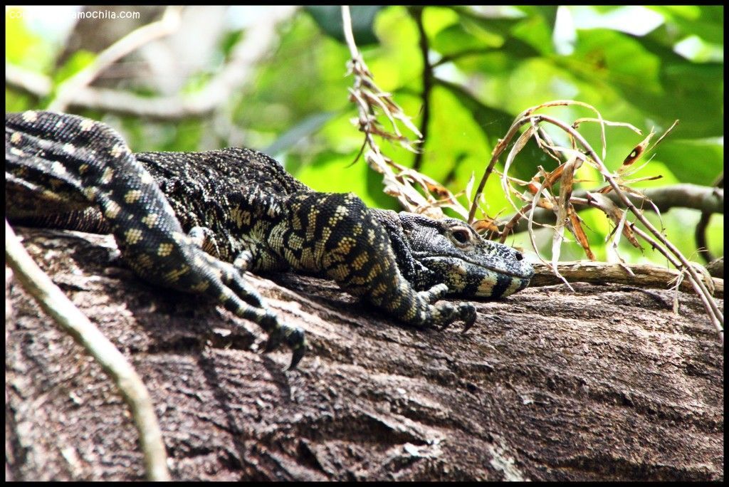 Cape Tribulation Daintree National Park Australia