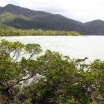 Australia: Parque Nacional de Daintree y Bloomfield Track