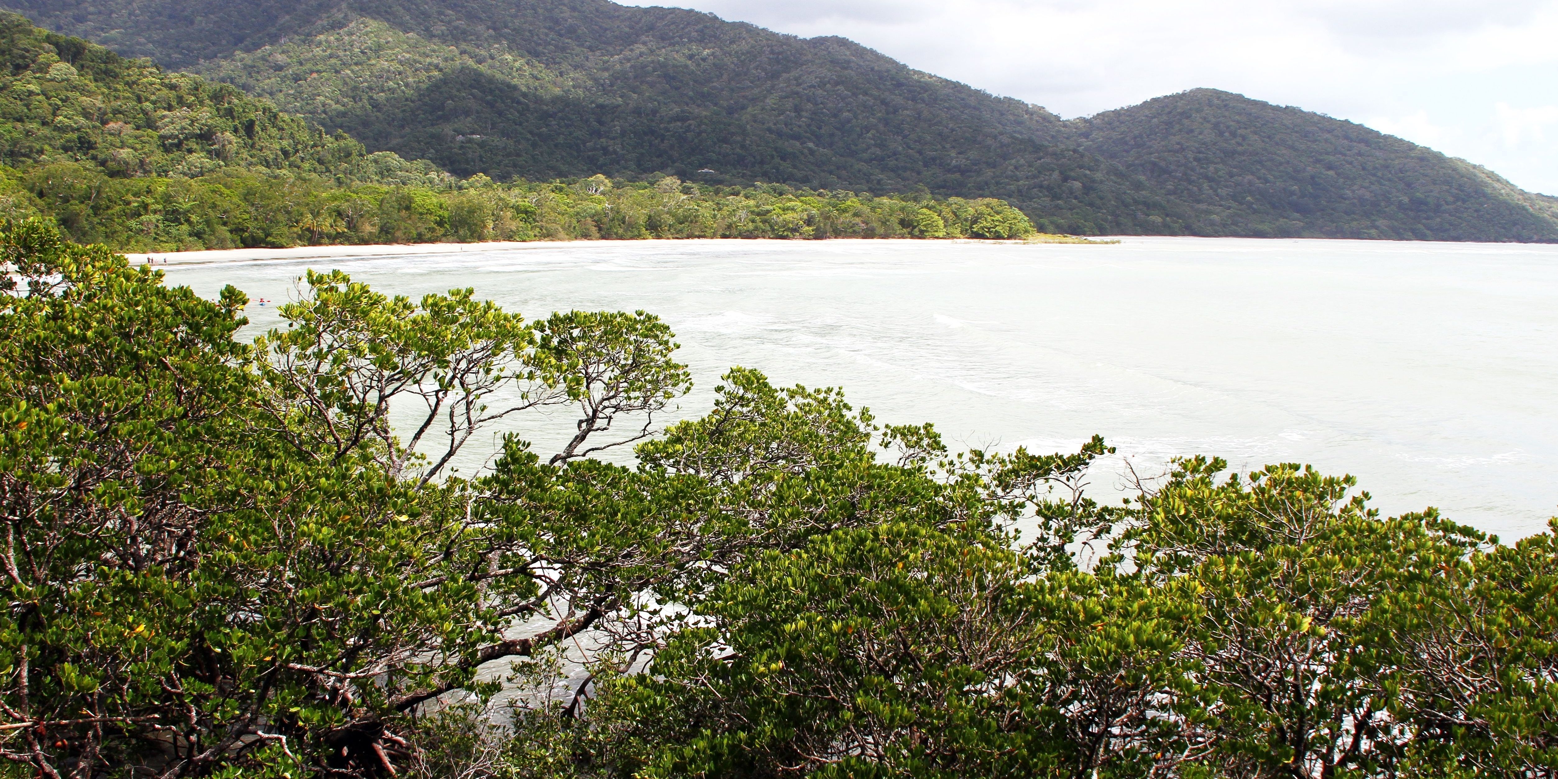 Daintree National Park Australia