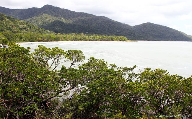 Daintree National Park Australia