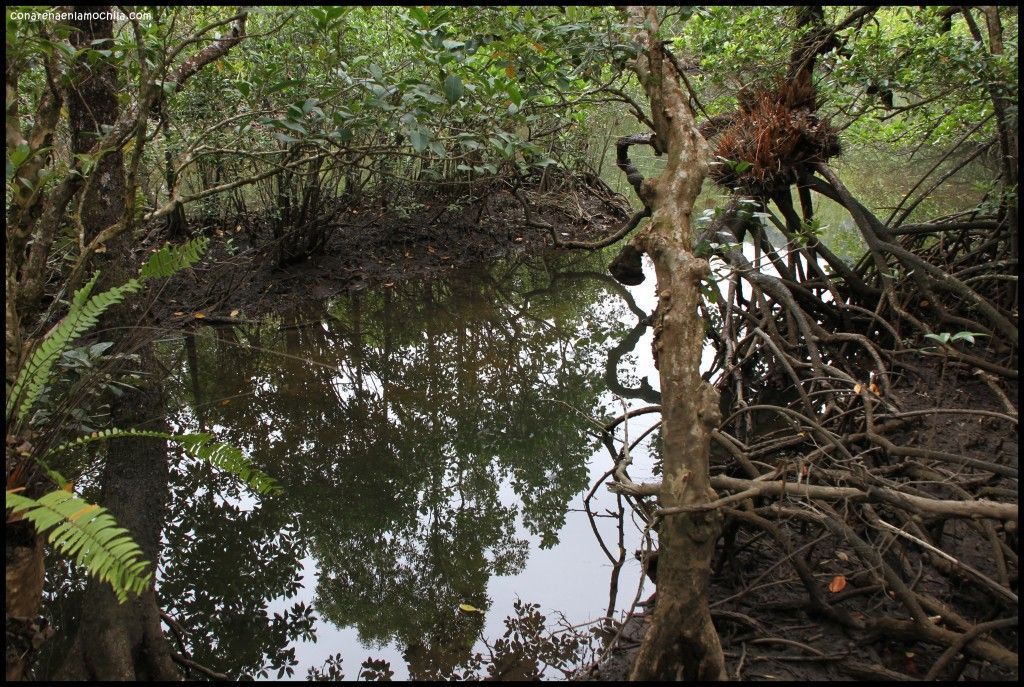 Daintree National Park Australia