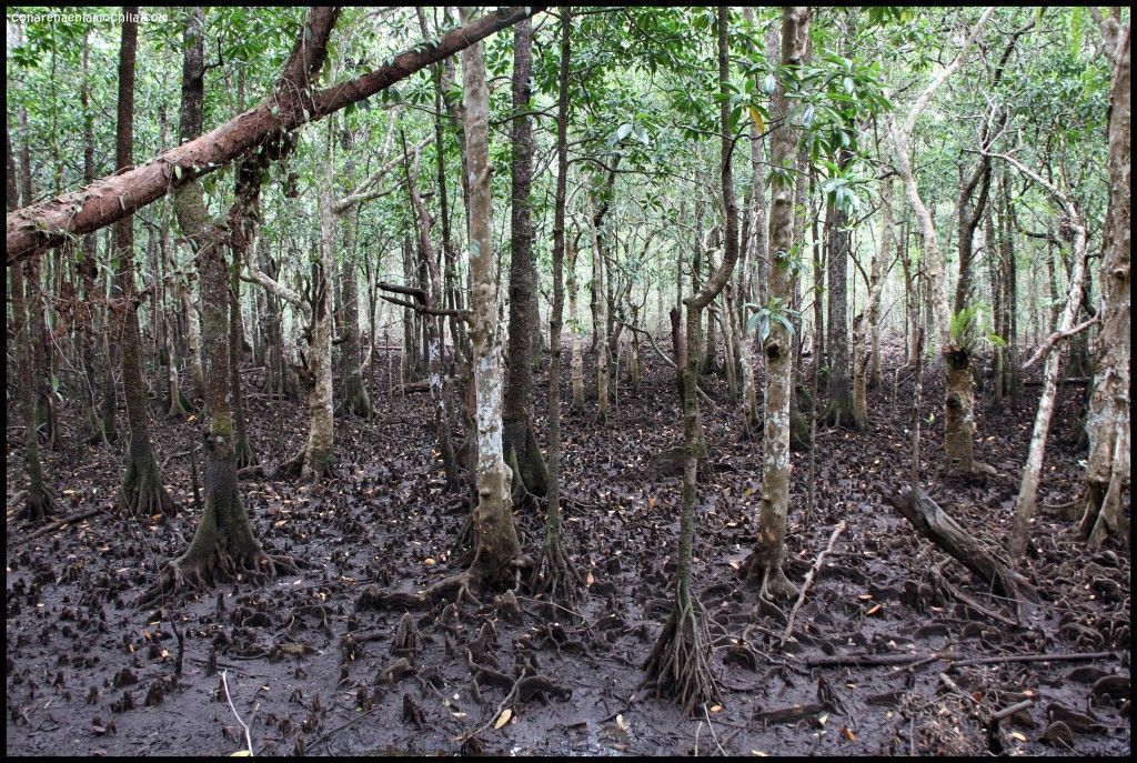 Daintree National Park Australia