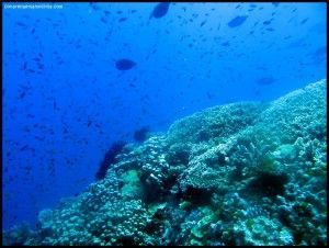 Great Barrier Reef Cairns Australia