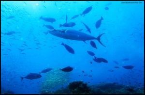 Great Barrier Reef Cairns Australia