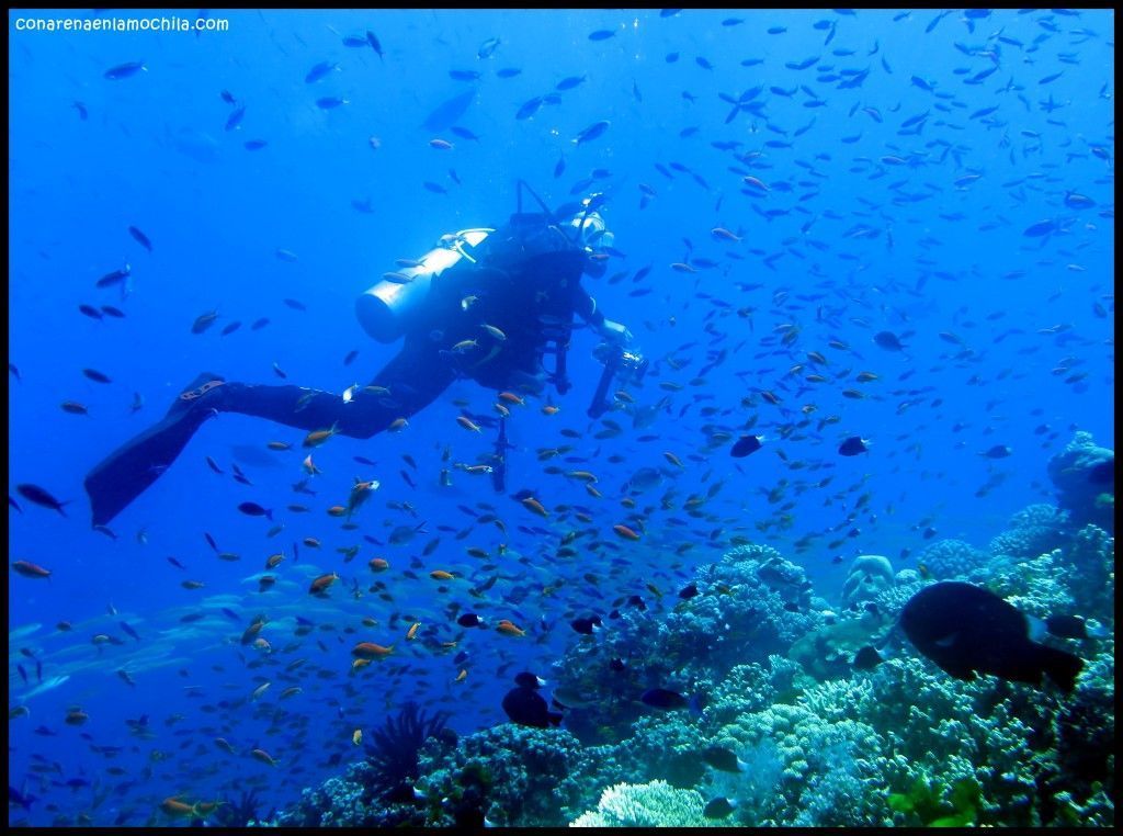 Great Barrier Reef Cairns Australia