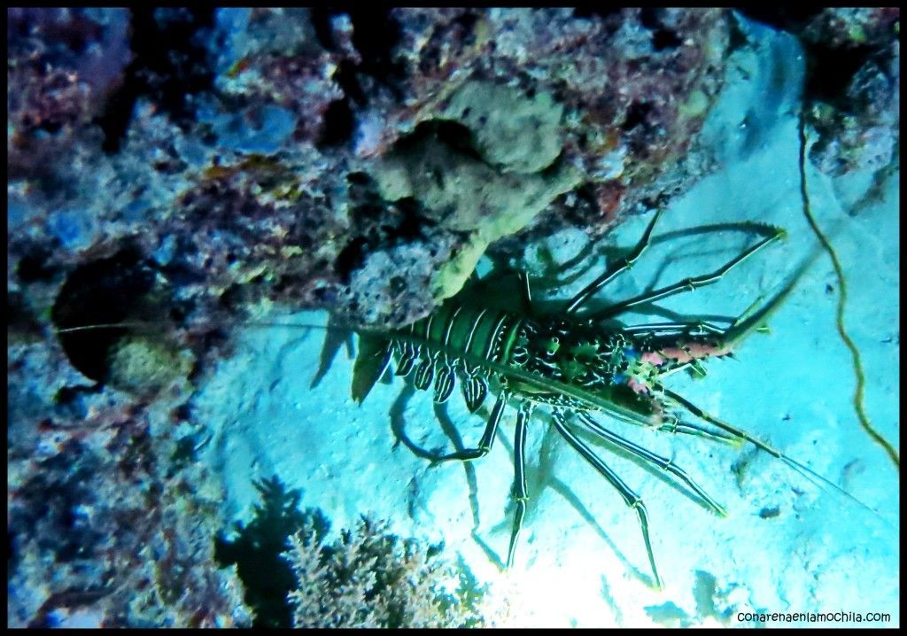 Great Barrier Reef Cairns Australia