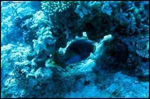 Great Barrier Reef Cairns Australia