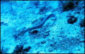 Great Barrier Reef Cairns Australia