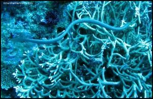 Great Barrier Reef Cairns Australia