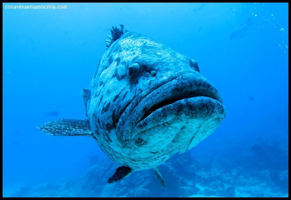 Great Barrier Reef Cairns Australia