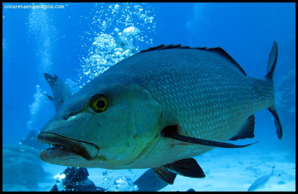 Great Barrier Reef Cairns Australia