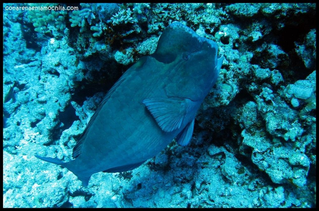 Great Barrier Reef Cairns Australia