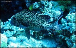 Great Barrier Reef Cairns Australia