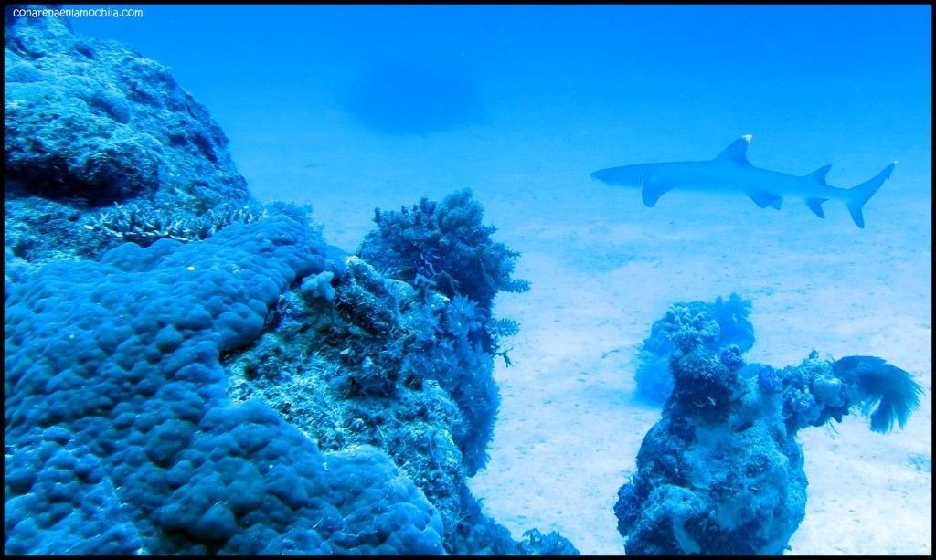 Great Barrier Reef Cairns Australia