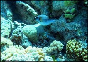 Great Barrier Reef Cairns Australia