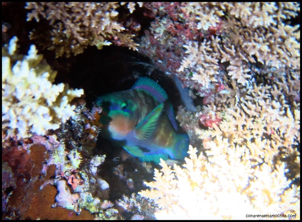 Great Barrier Reef Cairns Australia