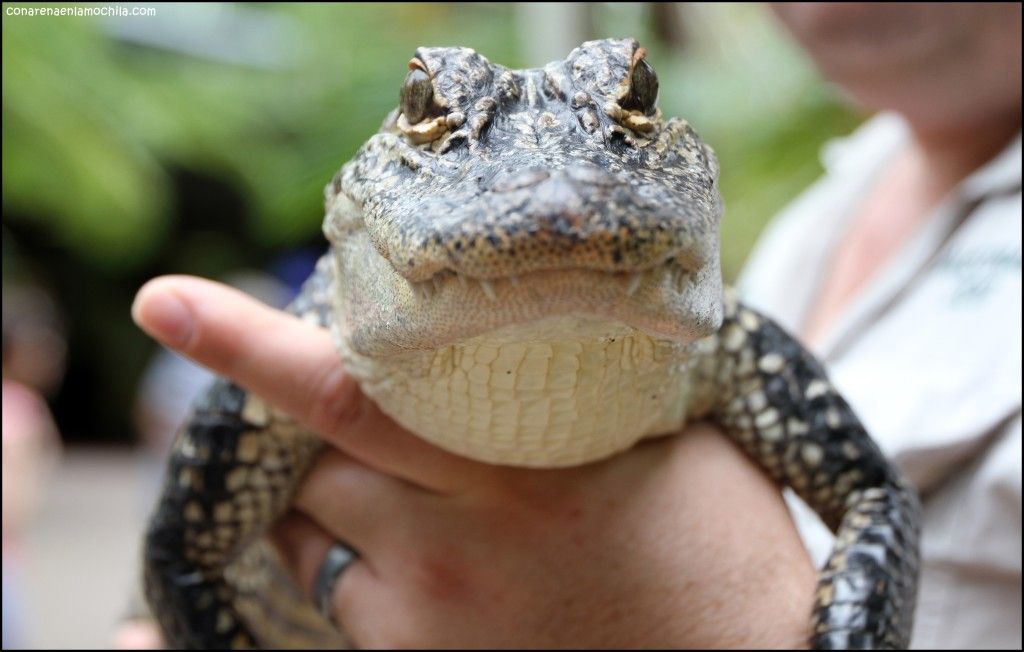 Australia Zoo Beerwah Australia