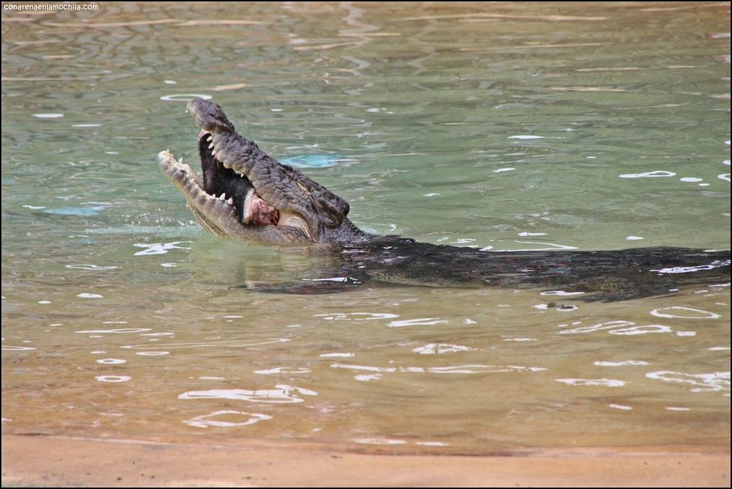 Australia Zoo Beerwah Australia