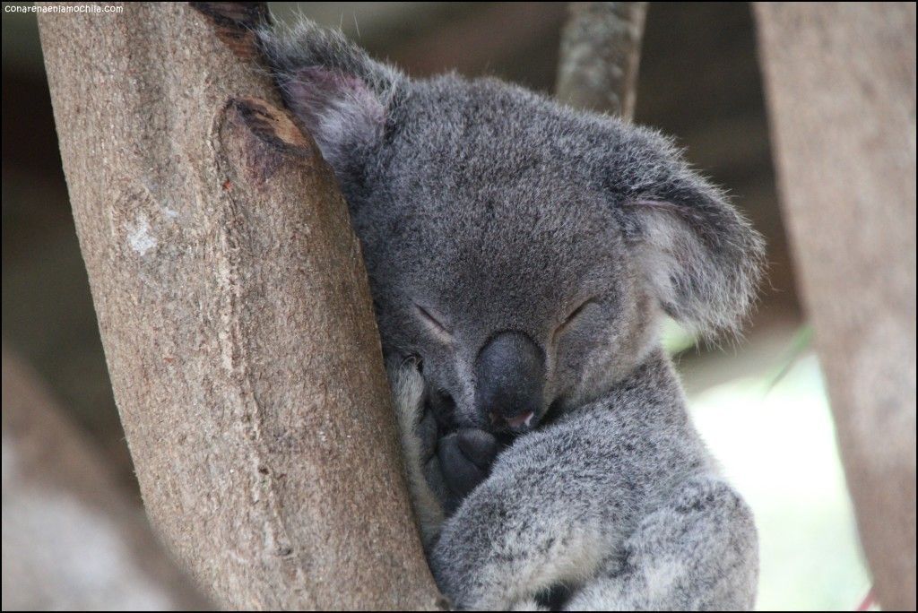 Australia Zoo Beerwah Australia