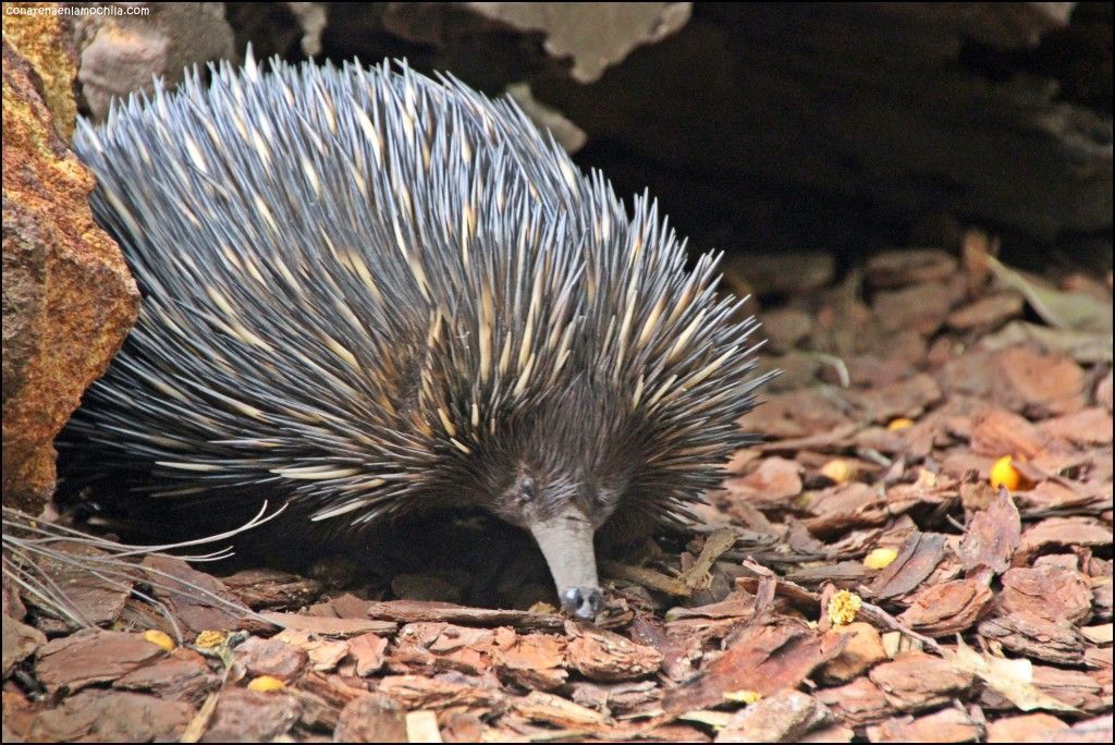 Australia Zoo Beerwah Australia