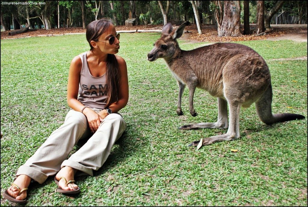 Australia Zoo Beerwah Australia