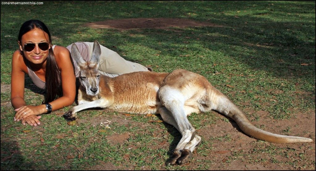 Australia Zoo Beerwah Australia