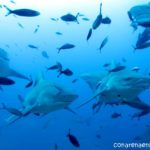 Beqa Lagoon: Buceando en Fiji con tiburones toro