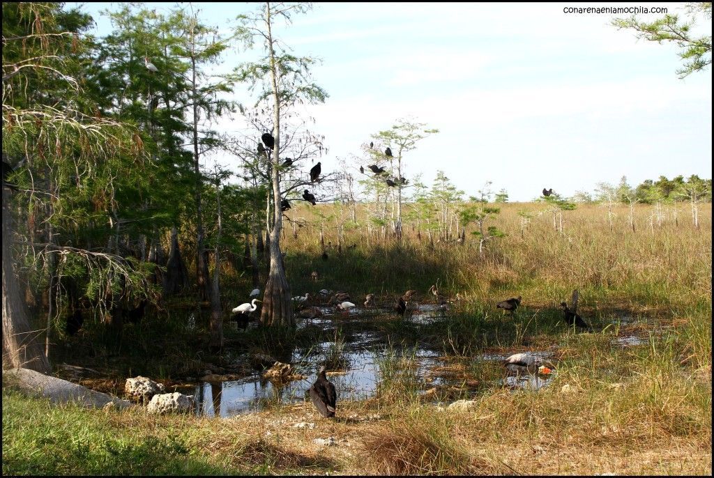 Everglades National Park Flori