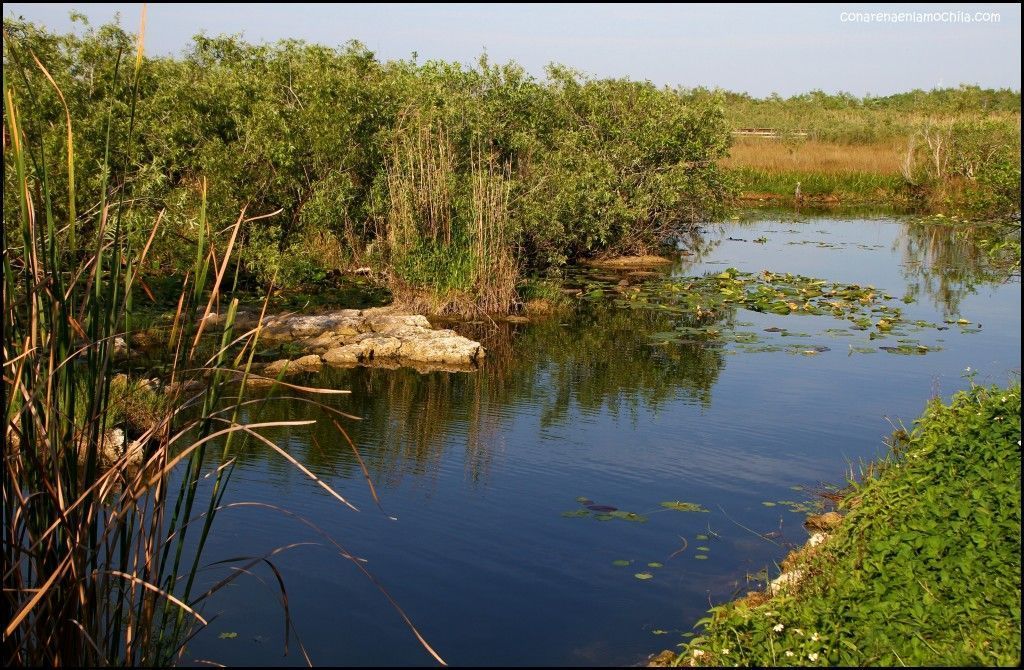Anhinga Trail Everglades National Park Flori
