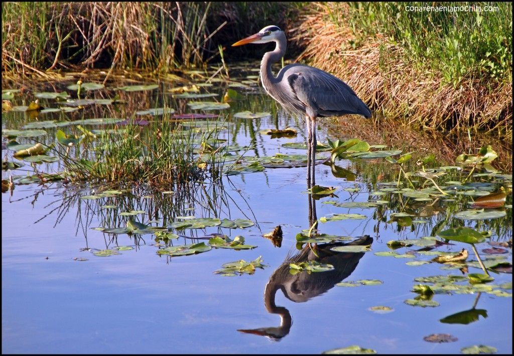 Anhinga Trail Everglades National Park Flori