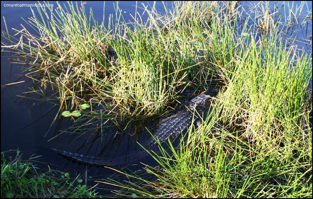 Anhinga Trail Everglades National Park Flori