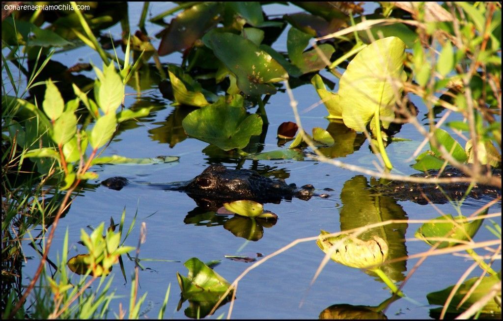 Anhinga Trail Everglades National Park Flori