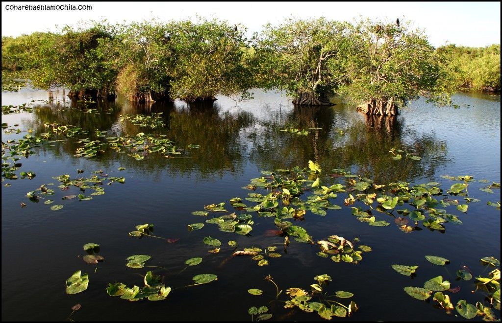 Anhinga Trail Everglades National Park Flori