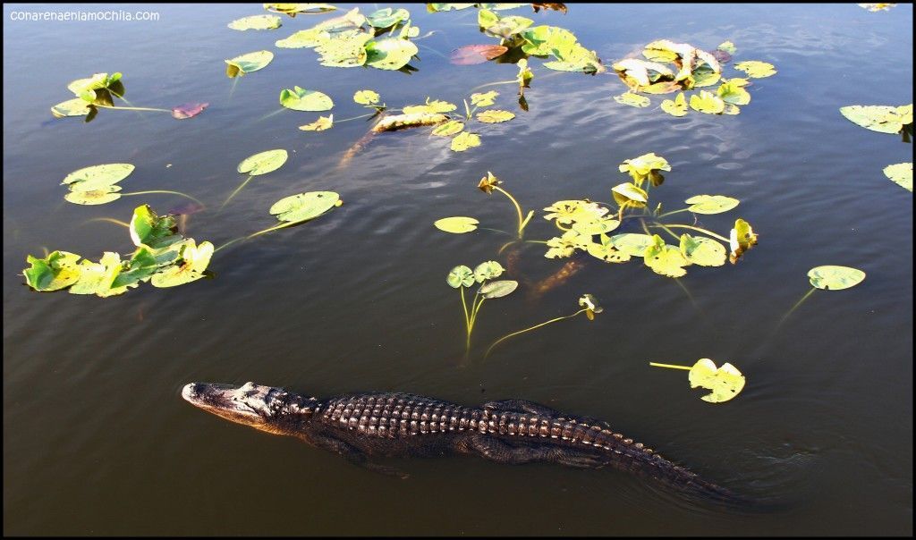 Anhinga Trail Everglades National Park Flori