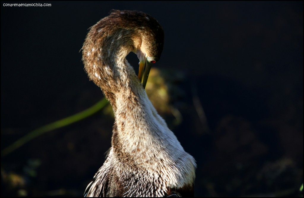 Anhinga Trail Everglades National Park Flori