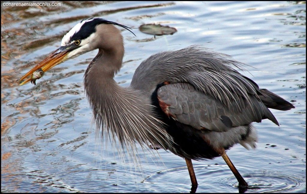 Anhinga Trail Everglades National Park Flori