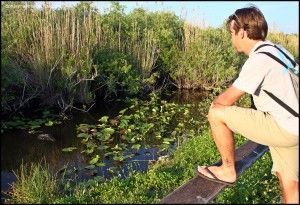 Anhinga Trail Everglades National Park Flori