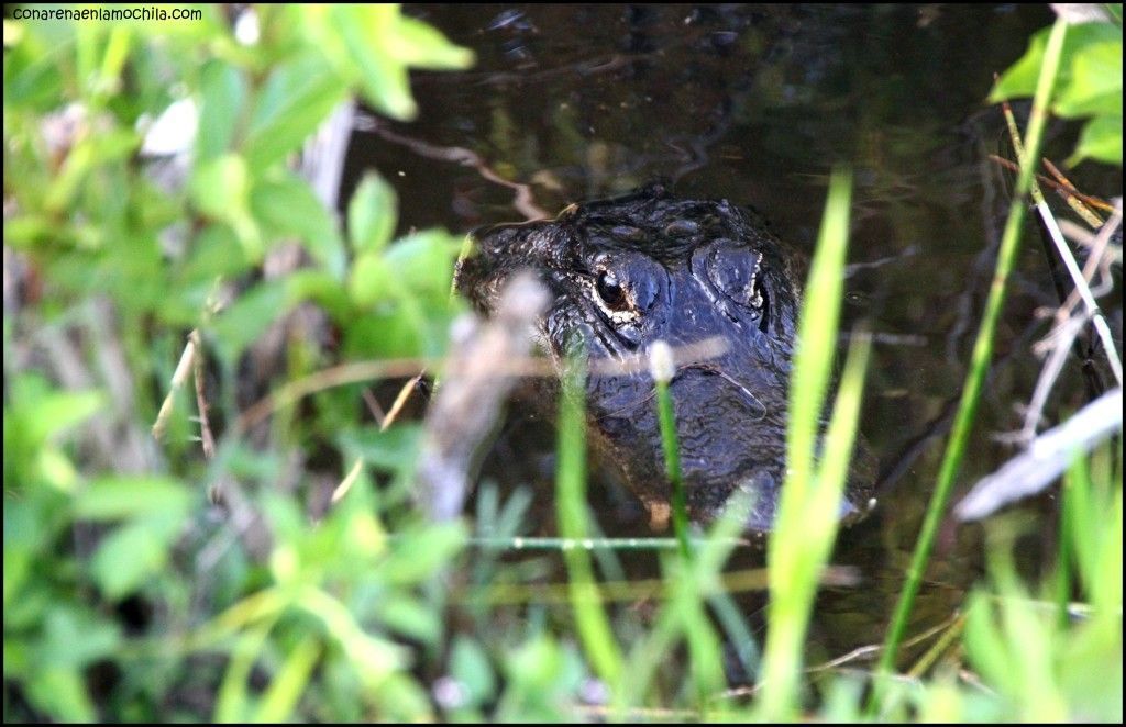 Anhinga Trail Everglades National Park Flori