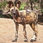 Sur de África: Etosha, Franja de Caprivi, Chobe y Victoria Falls