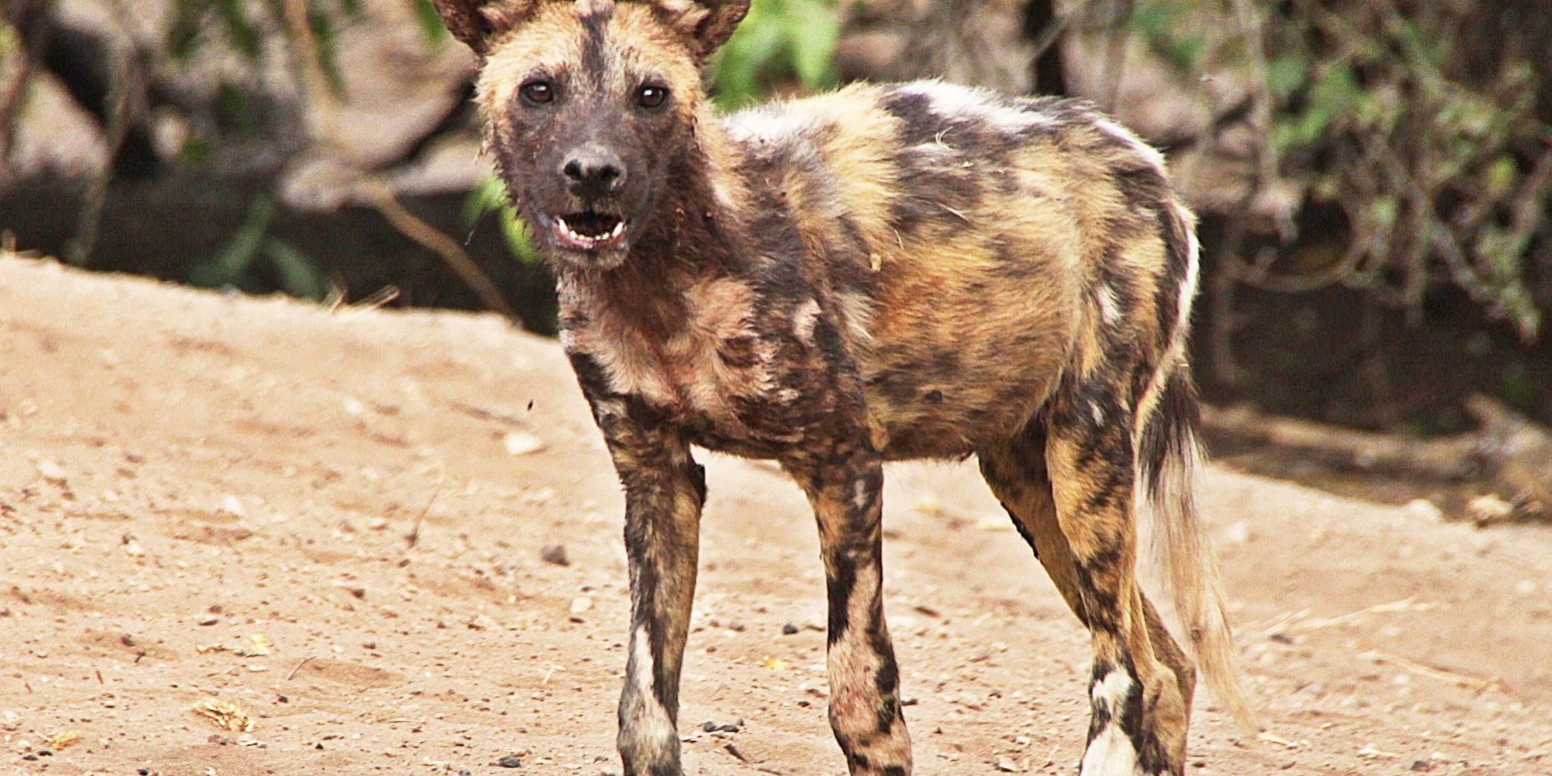 Licaones Chobe Botswana