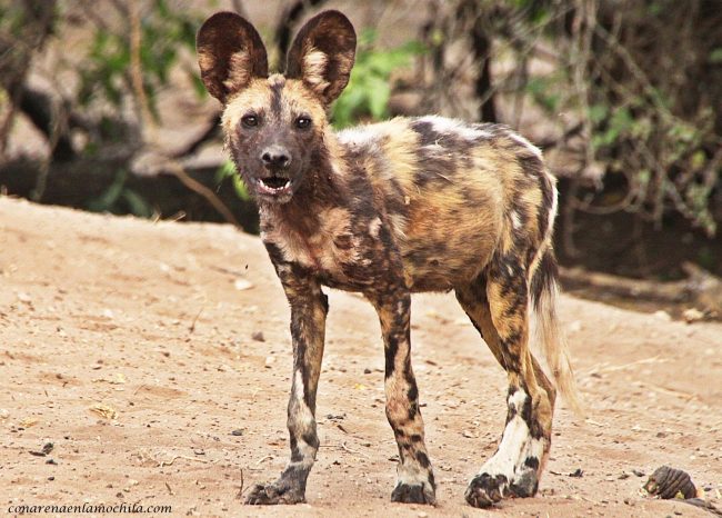 Licaones Chobe Botswana