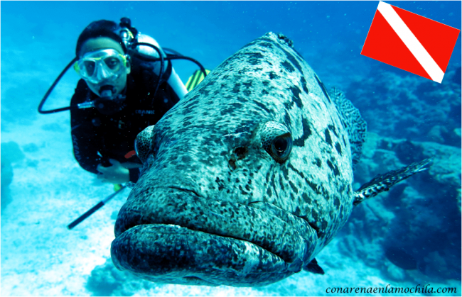 Great Barrier Reef Cairns Australia
