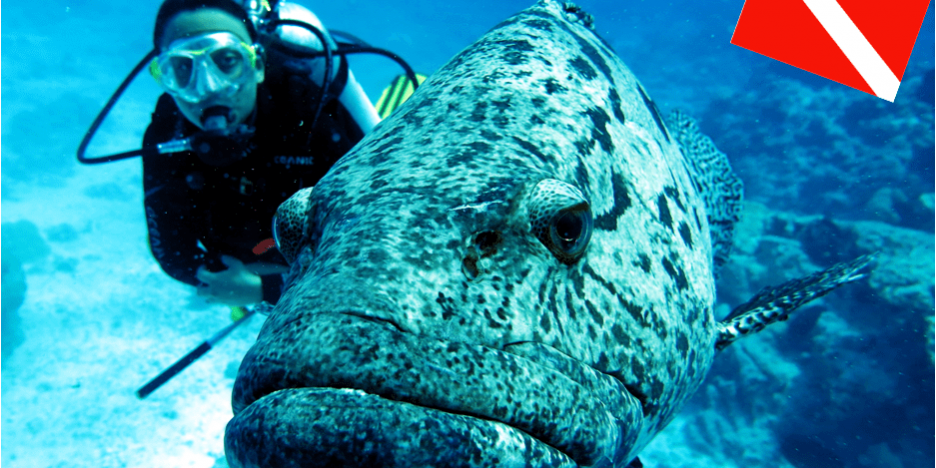 Great Barrier Reef Cairns Australia
