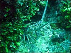 Shark Wall New Providence Bahamas